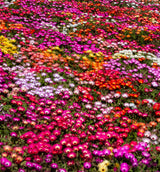 200 MIXED Colors ICE PLANT ( Mesembryanthemum Daisy / Livingstone Daisy ) Dorotheanthus Bellidiformis Flower Seeds