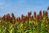 50 DELLA SORGHUM Bicolor Syrup Flour Grain Vegetable Seeds