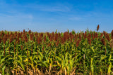 50 DELLA SORGHUM Bicolor Syrup Flour Grain Vegetable Seeds