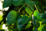 30 FICUS TREE (Bodhi Tree / Sacred Fig / Bo Tree / Pipal) Ficus Religiosa Seeds