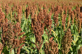 100 DALE SORGHUM Bicolor Syrup Flour Grain Vegetable Seeds