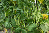 50 IRON CLAY COWPEA Food Plot Forage Vigna Unguiculata Cow Pea Bean Legume Seeds