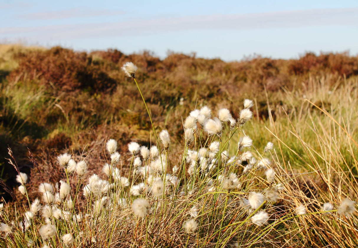 25 TAWNY COTTONGRASS Flower Seeds Eriophorum Virginicum Hare's Tail Cotton Grass Seeds