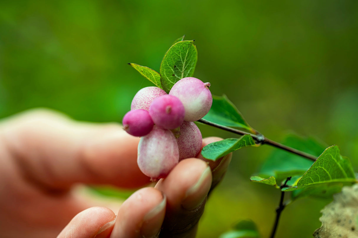 30 WESTERN SNOWBERRY Shrub White Pink Flower Symphoricarpos Occidentalis Seeds