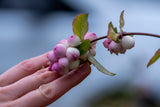 30 WESTERN SNOWBERRY Shrub White Pink Flower Symphoricarpos Occidentalis Seeds