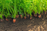 1500 LITTLE FINGERS CARROT Daucus Carota Vegetable Seeds