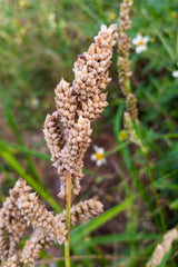 150 JAPANESE MILLET Billion Dollar Grass Grain Echinochloa Frumentacea Seeds