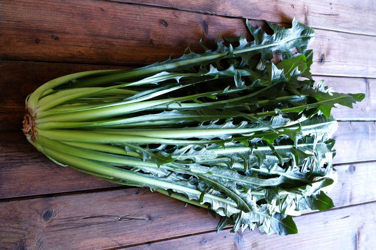 800 EMERALD CATALOGNA ENDIVE Italian Chicory Cichorium Endivia Seeds