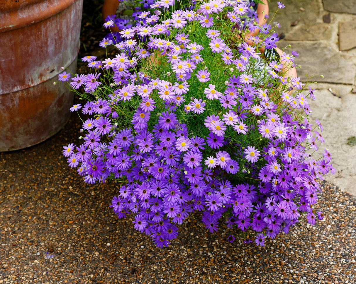 200 Purple Mix SWAN RIVER DAISY Brachyscome Iberidifolia Flower Seeds
