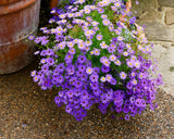 200 Purple Mix SWAN RIVER DAISY Brachyscome Iberidifolia Flower Seeds