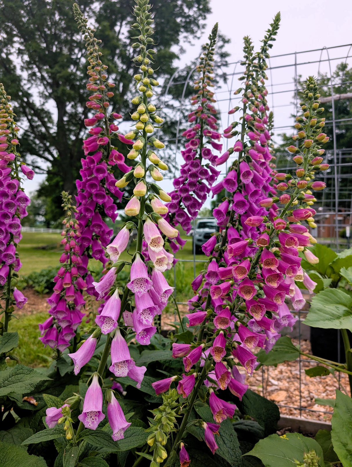 1000 FOXGLOVE EXCELSIOR MIX Digitalis Purpurea Mixed Colors Flower Seeds