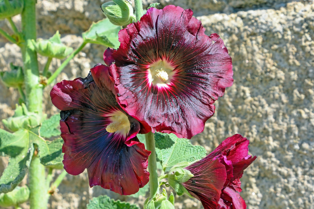 25 BURGUNDY RED HOLLYHOCK Alcea Rosea Flower Seeds Perennial