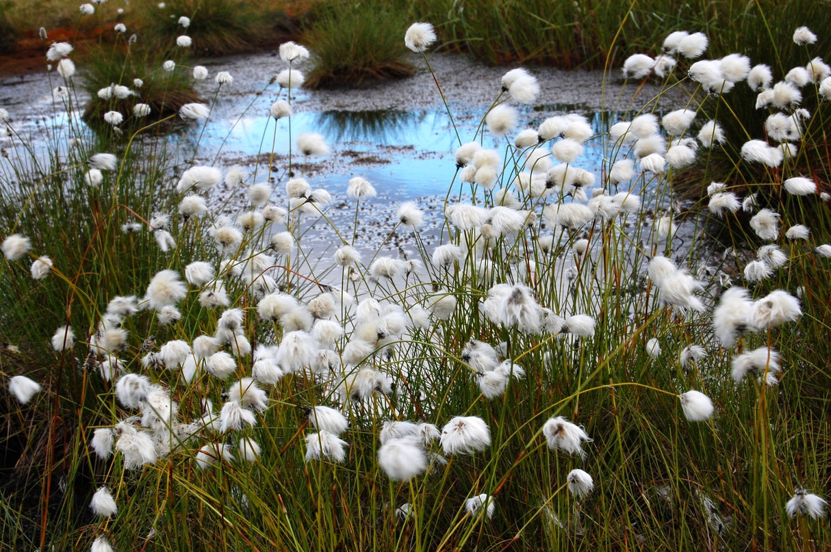 25 TAWNY COTTONGRASS Flower Seeds Eriophorum Virginicum Hare's Tail Cotton Grass Seeds