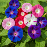50 Mixed Colors MORNING GLORY Ipomoea Purpurea Vine Flower Seeds