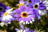 200 Purple Mix SWAN RIVER DAISY Brachyscome Iberidifolia Flower Seeds