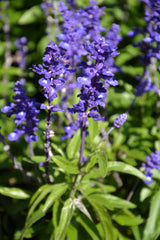 500 BLUE BEDDER SAGE Salvia Farinacea Flower Seeds