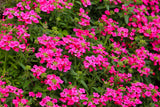 200 Pink & Purple MOSS VERBENA Verbena Tenuisecta Fragrant Hummingbird Flower Seeds