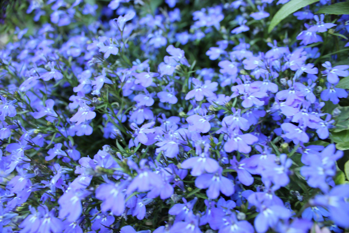 200 CAMBRIDGE BLUE LOBELIA Regatta Erinus Trailing Flower Seeds