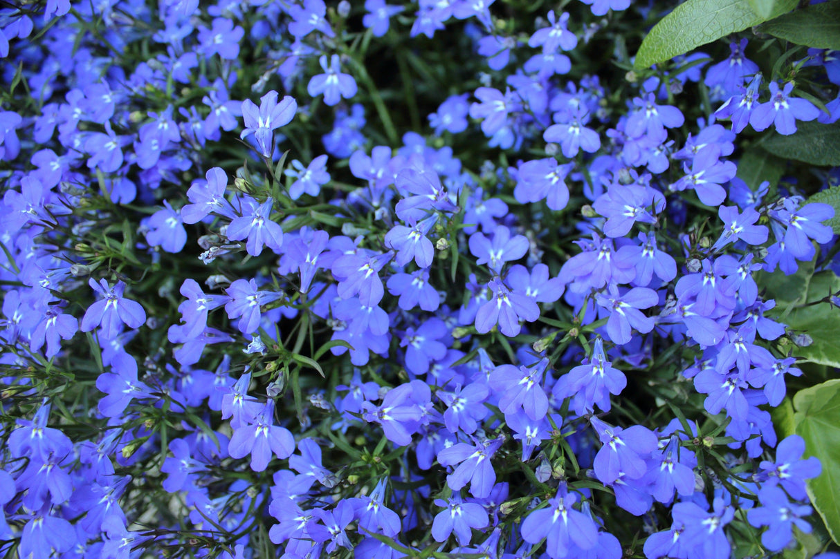200 CAMBRIDGE BLUE LOBELIA Regatta Erinus Trailing Flower Seeds