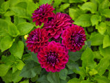50 EARLY BIRD DAHLIA Mixed Colors Flower Seeds