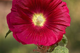 25 DARK RED HOLLYHOCK Alcea Rosea Flower Seeds Perennial