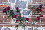 5 BURGUNDY CLIMBING ROSE Red Rosa Bush Vine Climber Fragrant Flower Seeds