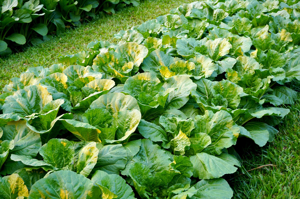 3000 FLORIDA BROADLEAF MUSTARD Brassica Juncea Herb Vegetable Seeds
