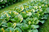 3000 FLORIDA BROADLEAF MUSTARD Brassica Juncea Herb Vegetable Seeds