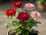 250 EXQUISITE ZINNIA Elegans Changes Color Red - Hot Pink Pale Pink Flower Seeds