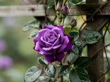5 PURPLE CLIMBING ROSE Rosa Bush Vine Climber Fragrant Butterfly Flower Seeds