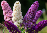 100 MIXED Colors BUTTERFLY BUSH Buddleja Davidii Flower Shrub Seeds