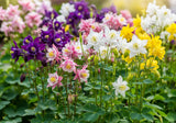 100 MIXED EUROPEAN COLUMBINE Aquilegia Flower Seeds