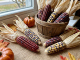 50 Indian MINI MIX CORN Miniature 4" Ears Ornamental Zea Mays Vegetable Seeds