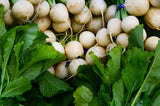 500 Hailstone WHITE GLOBE RADISH Raphanus Sativus Vegetable Seeds