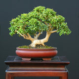 40 LITTLELEAF BOXWOOD Korean Buxus Microphylla Koreana Shrub Seeds