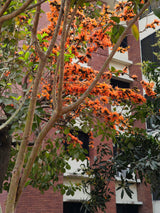 5 FLAME OF THE FOREST Tree Butea Monosperma Palash Orange Red Flower Seeds