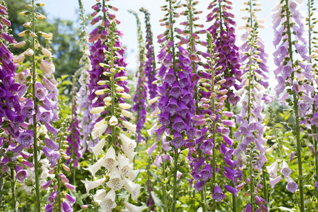 1000 FOXGLOVE EXCELSIOR MIX Digitalis Purpurea Mixed Colors Flower Seeds