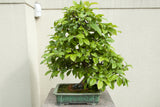 20 Chinese QUINCE FRUIT TREE Chaenomeles Sinensis Pseudocydonia Fruit Flower Seeds Thornless