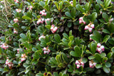 20 BEARBERRY Arctostaphylos Uva-Ursi Kinnikinnick Pinemat Manzanita Flower Seeds