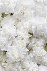 50 WHITE CARNATION Dianthus Caryophyllus Grenadin Flower Seeds