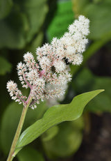 10 SOLOMON'S SPIKE White Western False Seal Maianthemum Racemosum Flower Seeds