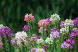 250 MIXED Colors QUEEN CLEOME (Spider Flower) Cleome Hassleriana Cleome Spinosa Flower Seeds