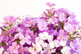 500 EVENING ( night ) SCENTED STOCK Matthiola Longipetala Bicornis Flower Seeds
