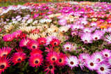 200 MIXED Colors ICE PLANT ( Mesembryanthemum Daisy / Livingstone Daisy ) Dorotheanthus Bellidiformis Flower Seeds