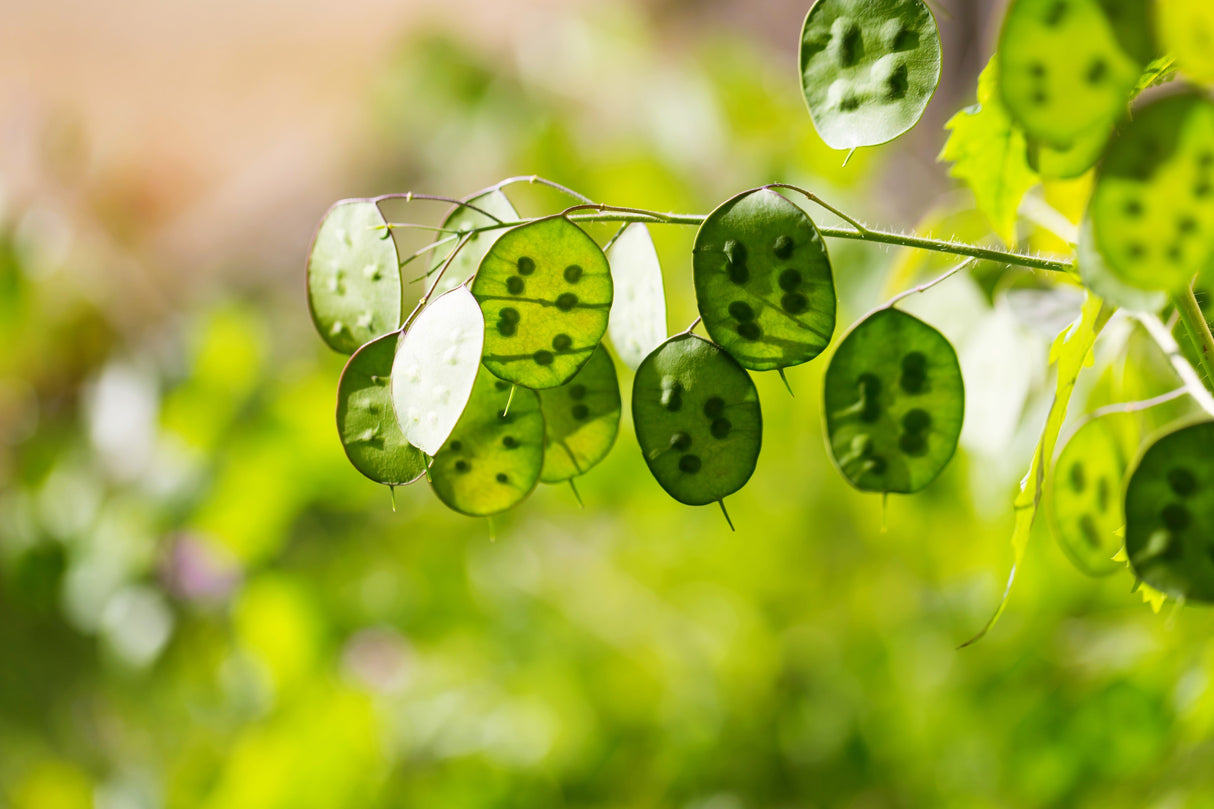 100 LUNARIA Biennis ( MONEY PLANT / Silver Dollar / Honesty / Moonwort / L Annua ) Flower Seeds