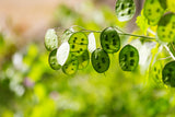 100 LUNARIA Biennis ( MONEY PLANT / Silver Dollar / Honesty / Moonwort / L Annua ) Flower Seeds