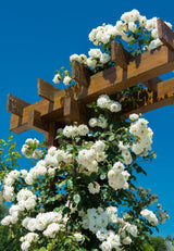 5 WHITE CLIMBING ROSE Rosa Bush Vine Climber Fragrant Butterfly Flower Seeds