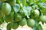 10 Purple PASSION FLOWER Passion FRUIT Granadilla Passiflora Incarnata Vine Seeds