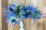 25 BLUE Star SEA HOLLY Eryngium Alpinum Flower Seeds
