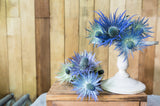 25 BLUE Star SEA HOLLY Eryngium Alpinum Flower Seeds